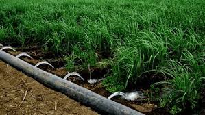 بارندگی و سیل ۷۲ میلیارد ریال به بخش کشاورزی سبزوار آسیب زد